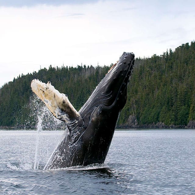 From Tromsø: Skjervoy Whale Watching RIB Boat Tour - Scenic Journey to Skjervoy