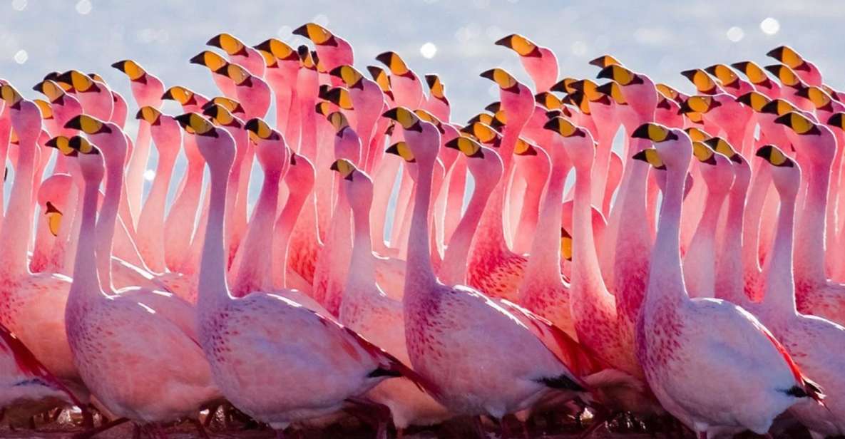 From Uyuni: Geyser and Uyuni Salt Flats 3-Days | Flamingos | - Day 1 Itinerary