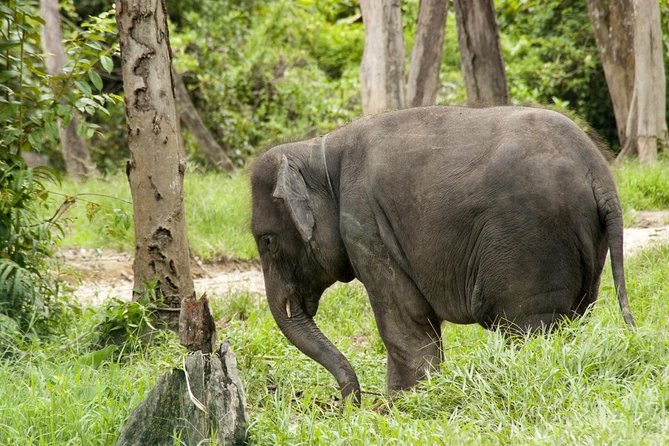 Full Day Elephant Sanctuary Tour With a Free Batu Caves Visit - Pickup and Transportation