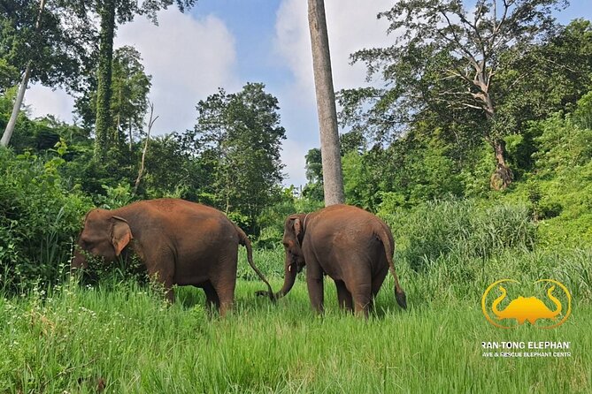 Full Day Experience at Ran-Tong Save & Rescue Elephant Centre - Included Amenities