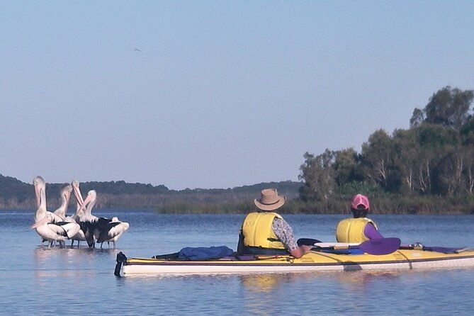 Full-Day Guided Noosa Everglades Kayak Tour - Wildlife Encounter