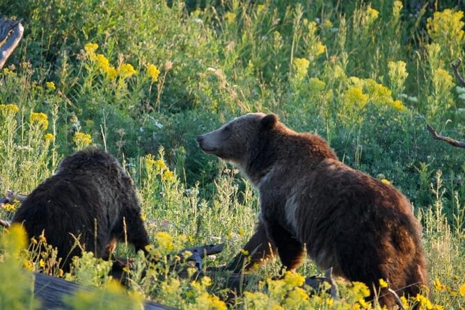 Full-Day Guided Yellowstone Day Tour - Inclusions and Logistics