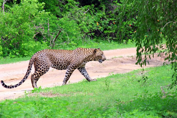 Full Day Safari ( The Best for Leopards ) in Yala - Tour Inclusions