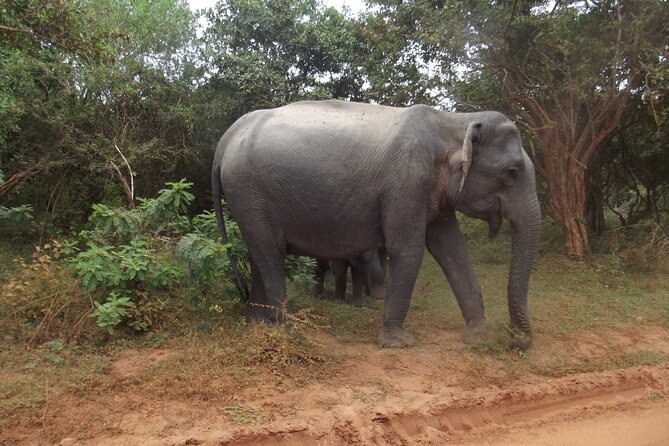 Full Day Safari Tour in Yala National Park - Tour Details and Inclusions