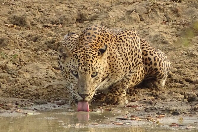 Full Day Safari - Yala National Park - 04.30 Am to 06.00 Pm With - Janaka Safari - Wildlife Sightings at Yala