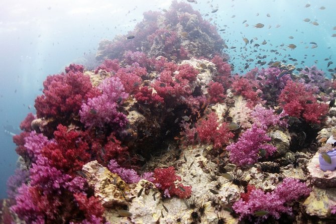 Full-Day Scuba Diving (3Dives) in Phuket - Included Amenities and Services