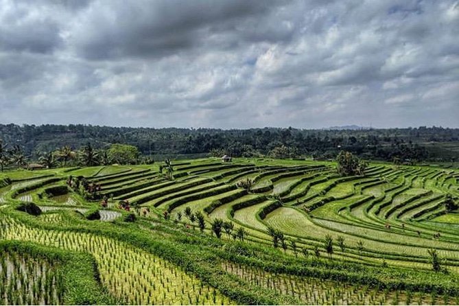 Full-Day Tour: Bedugul Temple, Banyumala Twin Waterfall, Jatiluwih Rice Terrace - Jatiluwih Rice Terrace