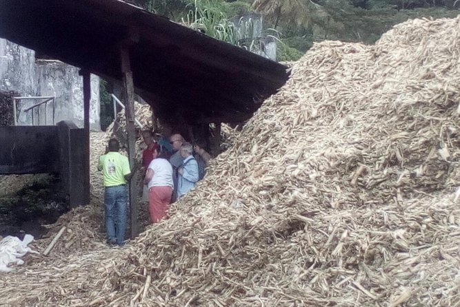 Full-Day Tour: Concord Waterfall, Chocolate Factory, Rum Distillery, Grand Etang - Tour Activities