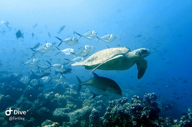 Full Day Tour Pinzon Island + La Fe/Las Palmas - Snorkeling & Fishing - Snorkeling Experience