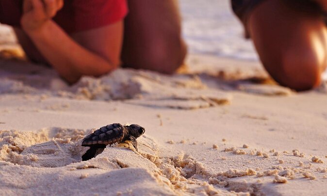 Full Day Turtle Beach Tour With Lake and Mud Baths From Marmaris - Meeting and Pickup Details