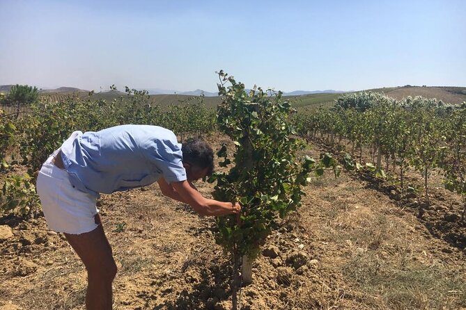 Full-Day Wine Tour in Western Sicily - Pickup and Meeting Details