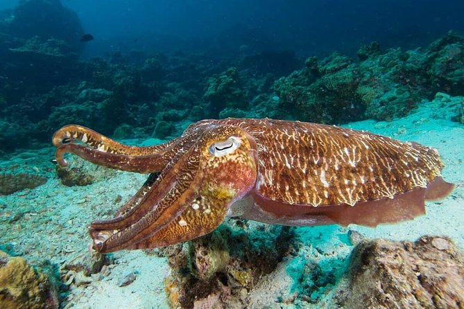 Fun Diving Safari Day Trip From Koh Lanta - Certified Divers - Itinerary Highlights