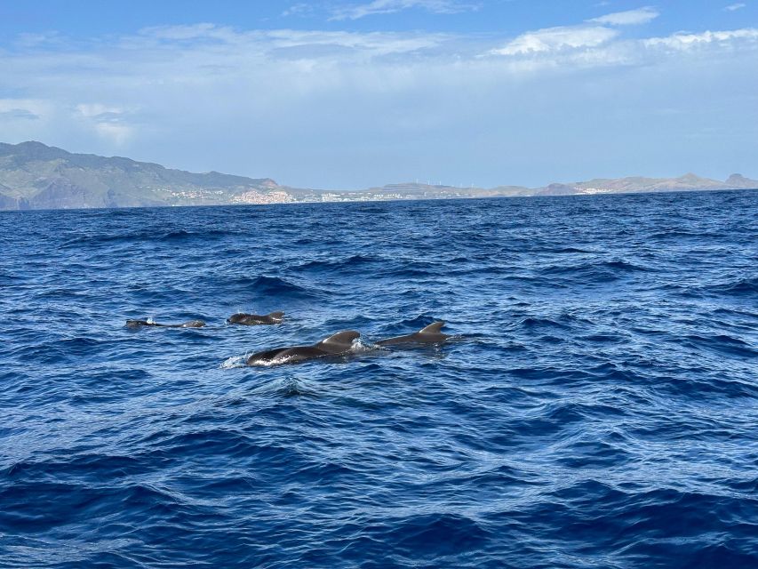 Funchal: Swim With Dolphins / Dolphin&Whale Watching by RIB - Highlights of the Experience