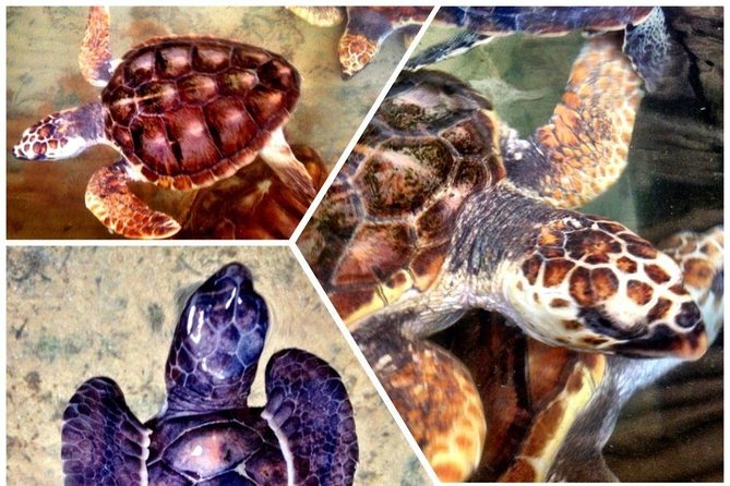 Galle Day Trip & Stilt Fishermen From Koggala - Itinerary Breakdown