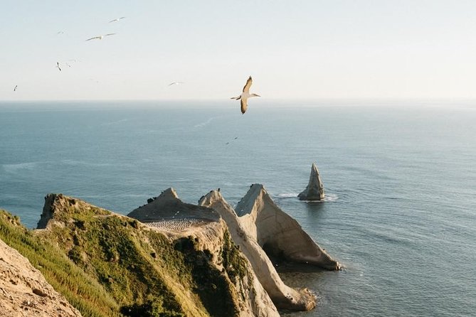 Gannet Safaris Overland Tour to Cape Kidnappers Gannet Colony - Experience Highlights