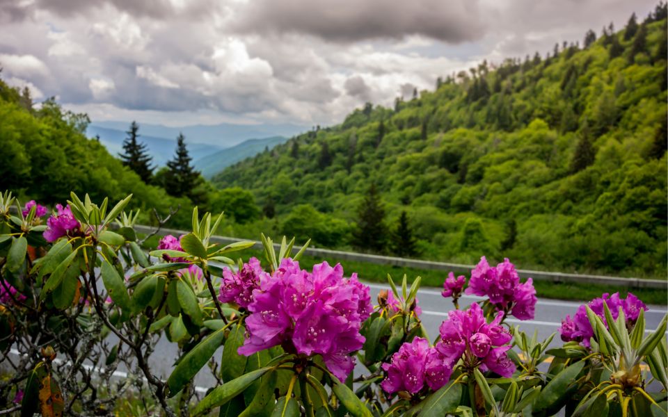 Gatlinburg: App-Based Great Smoky Mountains Park Audio Guide - Reach the Clingmans Dome Overlook