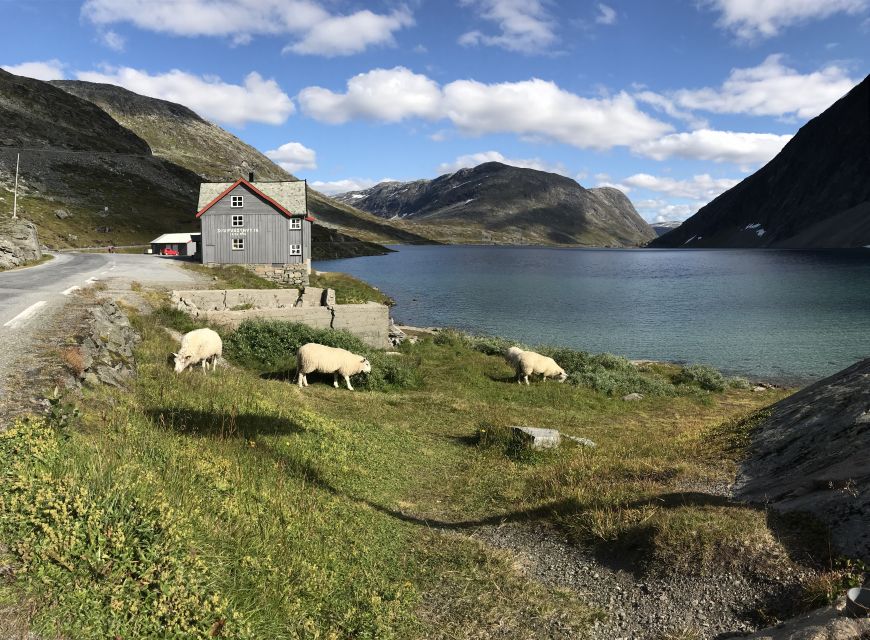 Geiranger Fjord: Downhill Self-Guided Bike Tour - Unique Experience Highlights