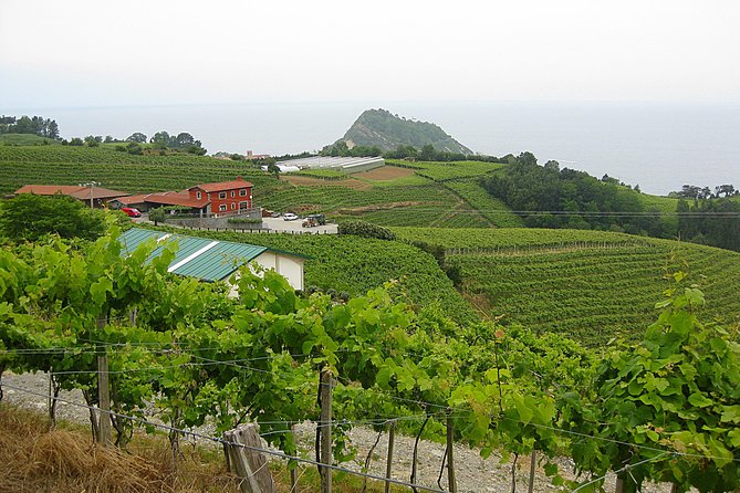 Getaria Txakoli Wine Tour With Hotel Pick-Up From San Sebastian - Highlights of the Experience