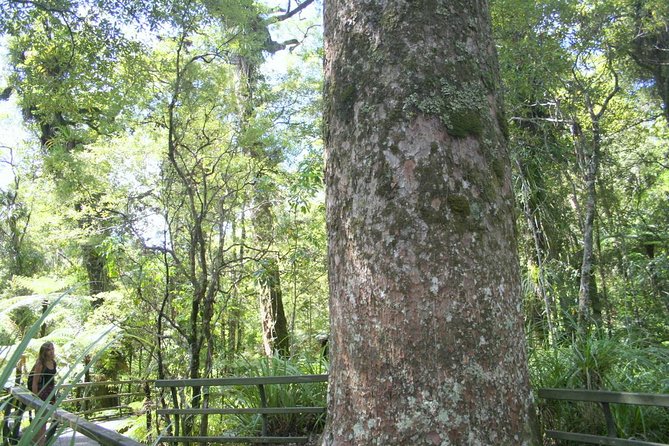 Giant Kauries and Glowwormss Cave - the Bay of Islands Tour Private Tour - Kauri Tree Forest