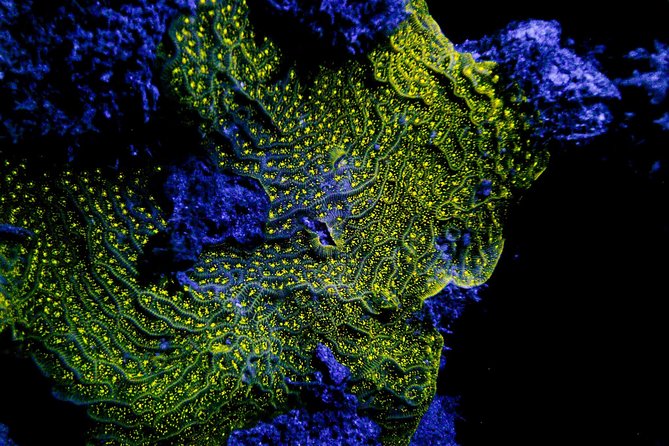 Glow Night Diving - Marine Life Exploration