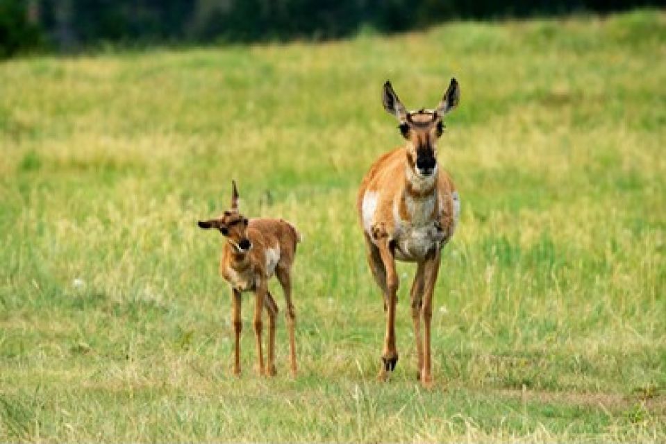 Grand Teton National Park: 4-Hour Guided Wildlife Adventure - Highlights of the Tour