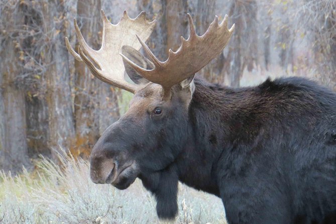 Grand Teton National Park - Full-Day Guided Tour From Jackson Hole - Included Meals and Snacks