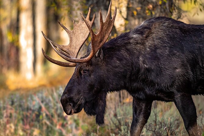 Grand Teton National Park Tour From Jackson Hole - Included Amenities