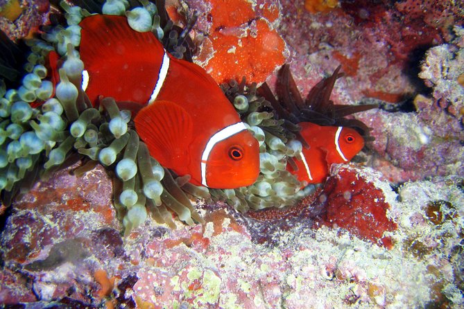 Great Barrier Reef Dive and Snorkel Cruise From Mission Beach - Inclusions and Amenities