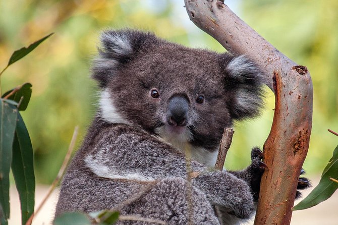 Great Ocean Road and Wildlife Tour for Backpackers Aged 18-35 - Meeting and Pickup Locations