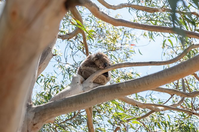 Great Ocean Road Small-Group Ecotour From Melbourne - Wildlife Encounters