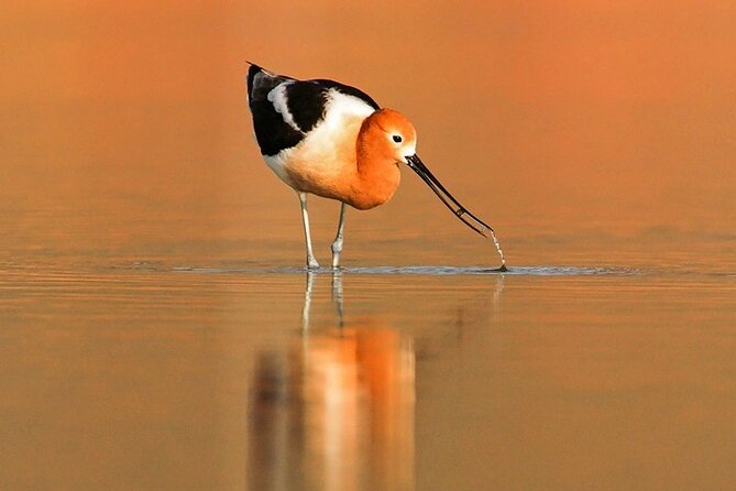 Great Salt Lake Wildlife and Sunset Experience - Scenic Landscapes
