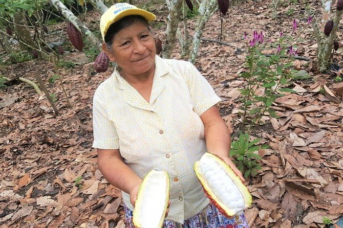 Guayaquil to Cuenca One-Way Tour With Cajas Park and a Cacao Farm Visit - Itinerary Overview