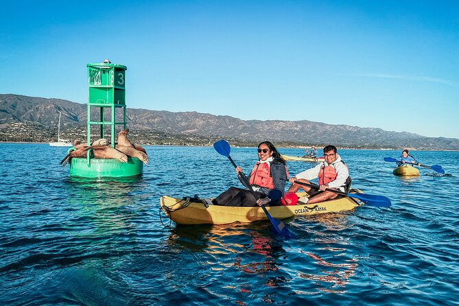 Guided Kayak Wildlife Tour in the Santa Barbara Harbor - Wildlife Sightings