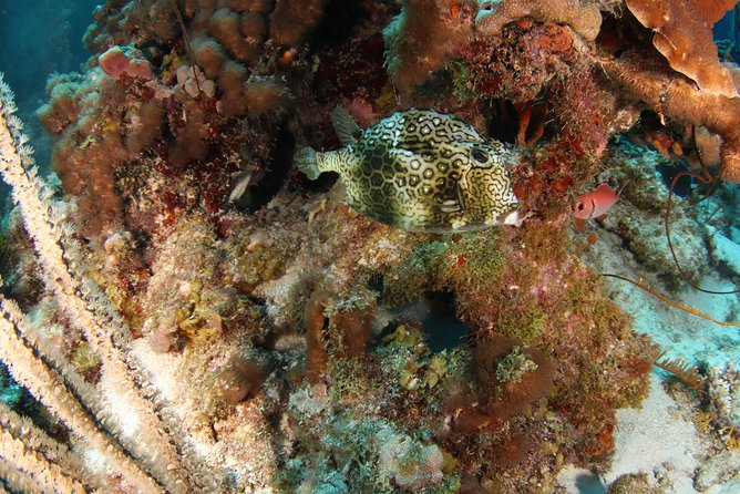 Guided Shore Dive for Certified Divers With Scubaçao (2 Tank) - Inclusions and Logistics