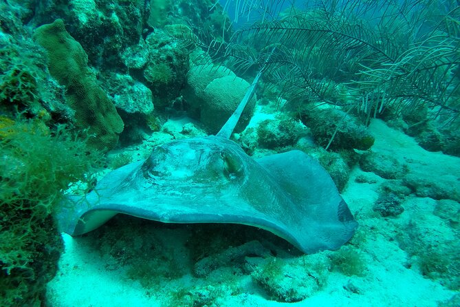 Guided Shore Dive on One of Our House Reefs for Certified Divers. - Included Gear and Equipment