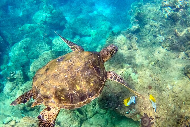 Guided Snorkeling Tour for Non-Swimmers Wailea Beach - Experience for Beginners