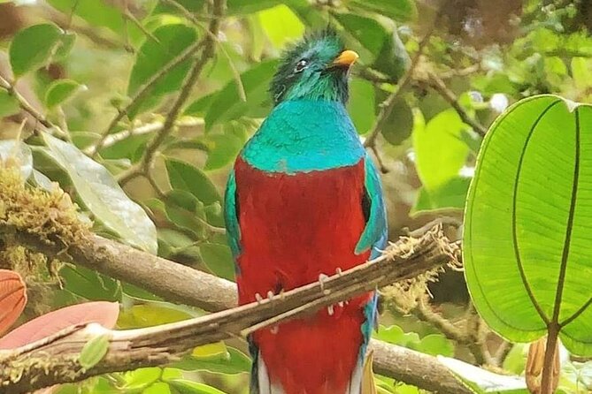 Guided Walk to the Monteverde Cloud Forest Preserve - Meeting Point and Logistics