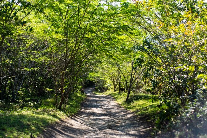 Half-Day Buggy Guided Adventure for Amber Cove and Taino Bay - Customer Reviews and Ratings