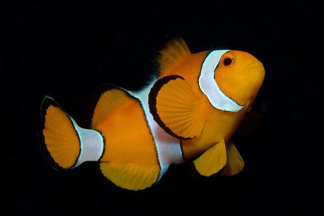 Half Day Discover SCUBA Diving Phi Phi Island - Meeting Point and Pickup Details