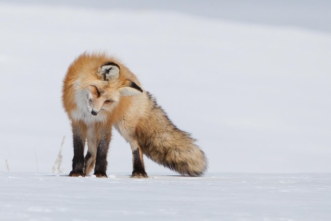 Half-Day Grand Teton Wildlife Private Safari Tour - Wildlife Highlights