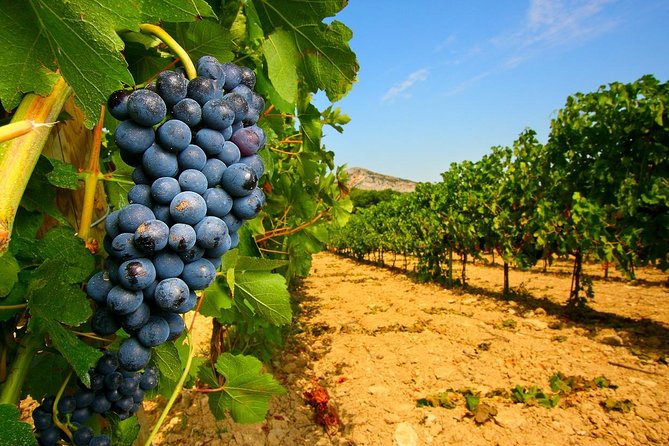 Half Day Great Vineyard Tour From Avignon - Itinerary and Schedule
