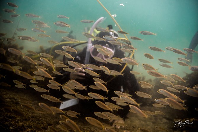 Half Day Guided Dive Tour, Goat Island Marine Reserve - Marine Life Encountered