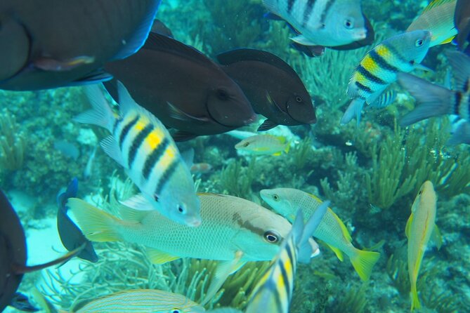 Half-Day Private Stingray City Charter in Cayman Islands - Tour Inclusions