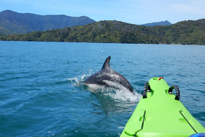 Half Day Sea Kayak Guided Tour From Picton - Inclusions and Meeting Details