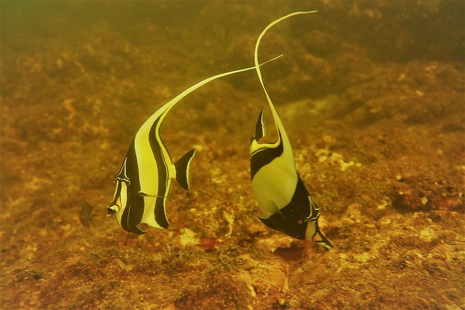 Half-Day Snorkeling Experience in Tamarindo - Safety Measures and Recommendations