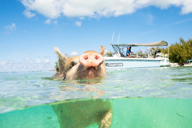 Half Day Swimming Pigs on Rose Island, Snorkeling and Lunch - Inclusions and Amenities