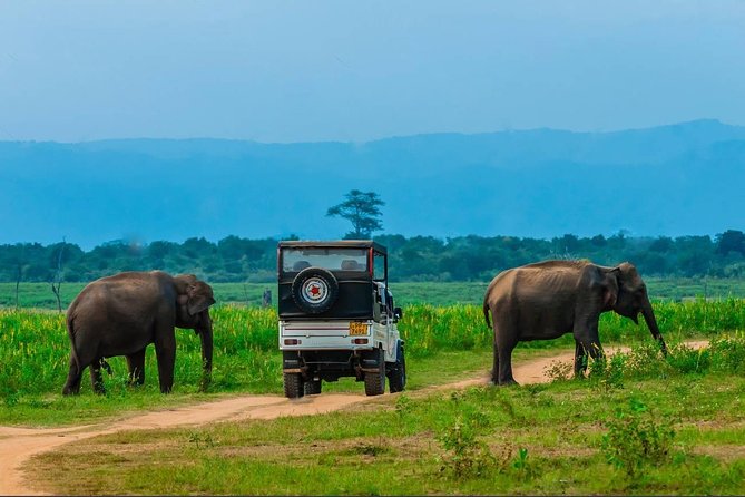 Half Day Udawalawe Safari From Kalutara (Entrance + Lunch) - Whats Included