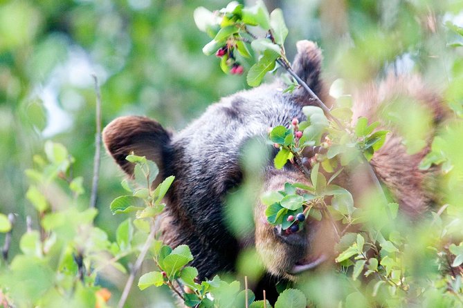 Half-Day Wildlife Safari Tour in Grand Teton National Park - Cancellation Policy Explained