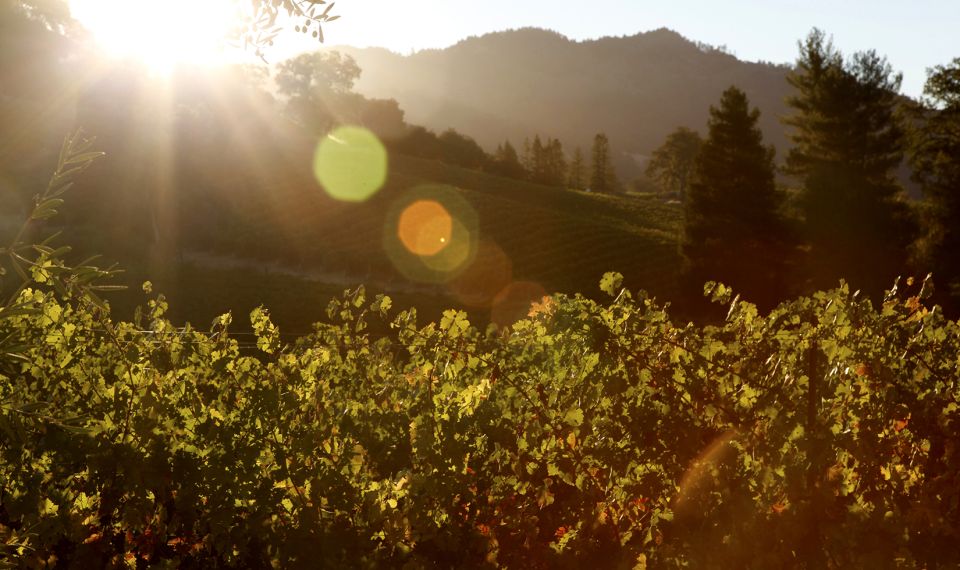 Heraklion: Half Day Semi Private Wine Tour With Tastings - Experience the Vineyards