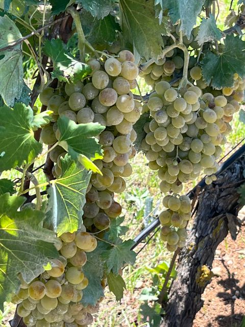 Heraklion: Half Day Small Group Olive Oil & Wine Tour - Experience Highlights